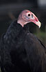 Turkey Vulture - captive