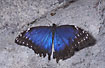 Morpho butterfly (captive animal)