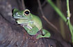 Tree Frog - captive