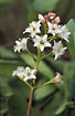 Inflorescence of Bogbean