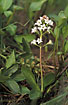Photo ofBogbean (Menyanthes trifoliata). Photographer: 
