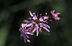 Ragged-Robin from above