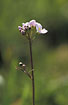 Photo ofCuckooflower (Cardamine pratensis ssp. pratensis). Photographer: 