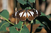 Butterfly male sunbathing