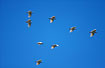 Group of Cockatoos in flight