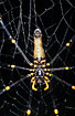 Close-up of the giant spider Nephila