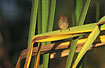 Photo ofCrimson Finch (Neochmia phaeton). Photographer: 