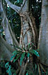 Strangling Fig with epiphytic fig