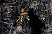 Photo ofCitrus ant/Green Tree Ant (Oecophylla smaragdina). Photographer: 