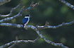 Forest Kingfisher - male