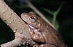 Close-up of a treefrog