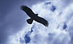 Photo ofWhistling Kite (Haliastur sphenurus/ Milvus sphenurus). Photographer: 