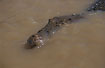 Crocodile sliding throgh the brown water