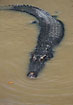 Crocodile gliding through the brown river