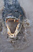 Big set of teeth on an old Crocodile