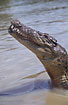 Crocodile lifting its head out of the water