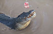 Foto af Saltvandskrokodille (Crocodylus porosus). Fotograf: 