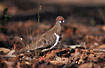Photo ofPartridge Pigeon (Geophaps smithii smithii). Photographer: 