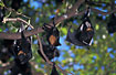 Colony of Fruit bats