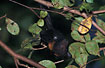 Fruit bat resting through the day