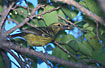 Juvenile Oriole with fig in the bill