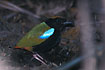 The colorfull understorey bird - the pitta
