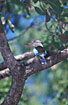 Blue-winged Kookaburra - male