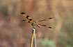 Photo ofBanded Flutterer/ Small Pond Dragonfly (Rhyothemis graphiptera). Photographer: 