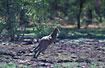 Photo ofAgile Wallaby (Macropus agilis). Photographer: 