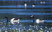 Magpie Geese in a billabong