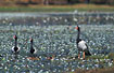 Magpie geese in billabong filled with waterlilies