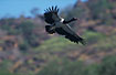 Magpie goose in flight