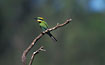 Bee-eater on stake