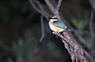 Photo ofSacred Kingfisher (Todirhamphus sanctus/ Halcyon sancta). Photographer: 