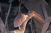 Photo ofRufous Night-Heron (Nycticorax caledonicus). Photographer: 