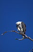 Foto af Hvidbrystet Havrn (Haliaeetus leucogaster). Fotograf: 