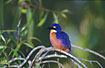Photo ofAzure Kingfisher (Alcedo azurea). Photographer: 