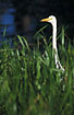 Egret hiding in the grass
