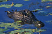 Crocodile pops its head up through the waterlilies