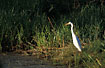 Intermediate Egret at the lakeside