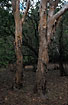 Paperbarck trees