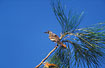 Little Friarbird on the nectar yielding Grevilla