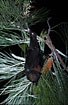 Fruit bat on its nightly search for nectar