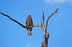Photo ofBlack Kite (Milvus migrans). Photographer: 