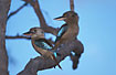 A pair of Blue-winged Kookarburra