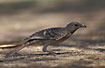 Photo ofGreat Bowerbird (Chlamydera nuchalis). Photographer: 