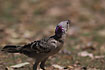 Great Bowerbird in courtship behaviour