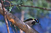 Curious Blue-faced Honeyeater
