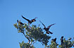 A group of Black-cockatoos - females and juveniles