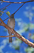 Great Bowerbird in tree